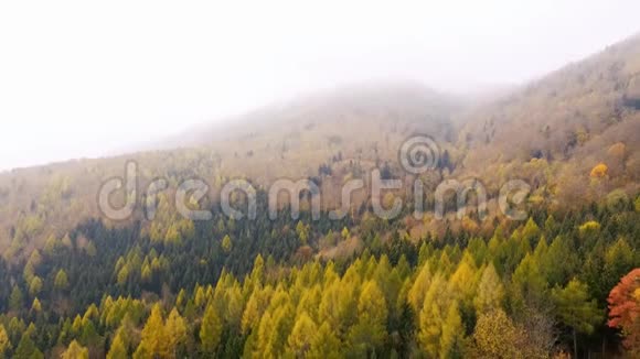 壮观的无人机镜头俯视瑞士阿尔卑斯山的一片秋天森林视频的预览图