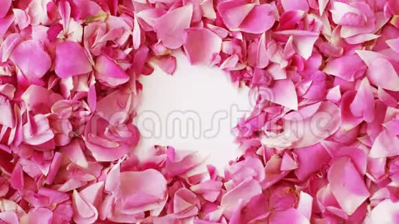 粉色玫瑰花瓣为情人节打造心形停止运动动画视频的预览图