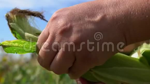 双手清洁成熟的玉米穗视频的预览图