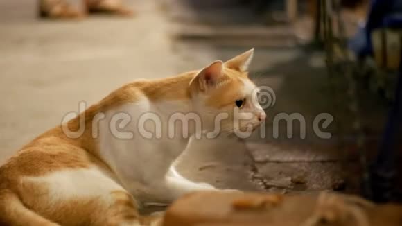 红白相间的流浪猫躺在夜街的地上视频的预览图