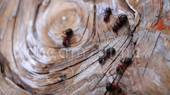 古老的木头和蚂蚁视频的预览图