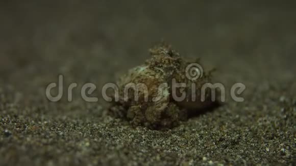 沙底的章鱼4k视频的预览图
