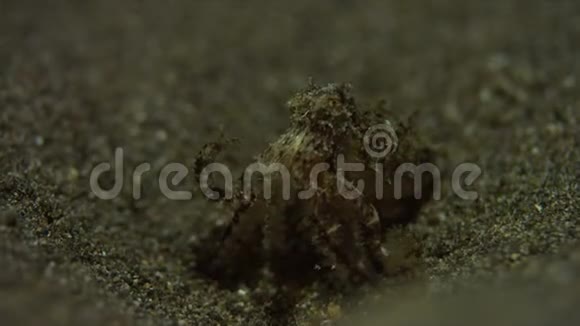 沙底的章鱼4k视频的预览图