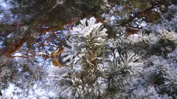 冬季公园里严霜绿色云杉针覆盖着海霜特写视频的预览图