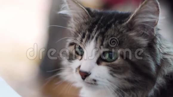 猫一副美丽的灰猫的肖像带绿色鳗鱼的猫脸靠近家猫的肖像剪辑视频的预览图