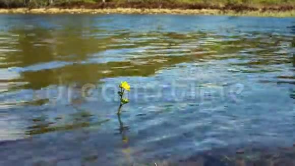 湖上的一朵小黄花北方植物视频的预览图