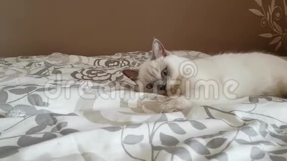 英国猫丁香点小猫玩球视频的预览图