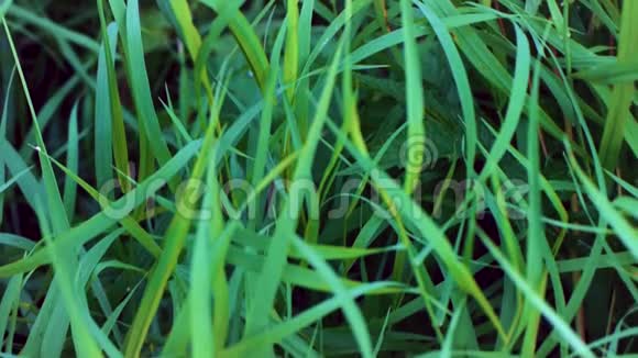 鲜绿的草地背景绿油油的小草滴着露珠雨后潮湿的草特写树叶剪辑视频的预览图
