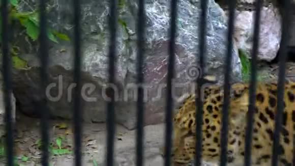 动物园里的猎豹猎豹在小生境中踱来踱去动物园里一只美丽的猎豹视频的预览图