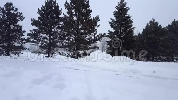暴风雪暴雪与常青树带有树木区域的下雪自然场景北雪天气风景区视频的预览图
