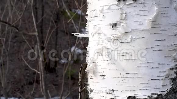 背景桦树皮白色黑色自然条纹视频的预览图