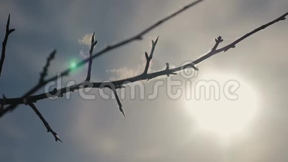 蓝色背景上的干树枝干燥的树枝带刺的刺和蜘蛛网的生活方式对抗蓝天阳光视频的预览图