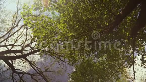 绿油油的阳光照在荒野的树线后面视频的预览图