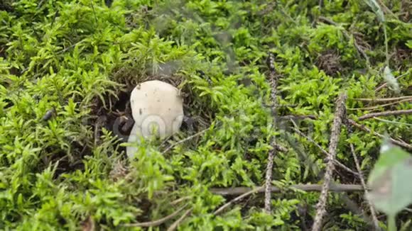 秋天在森林里采蘑菇女人用刀切蘑菇牛肝菌视频的预览图