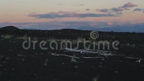 死亡森林的日落视频的预览图