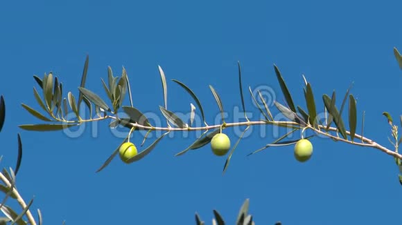 希腊景观希腊橄榄树视频的预览图