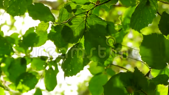 背景是树叶和太阳光视频的预览图