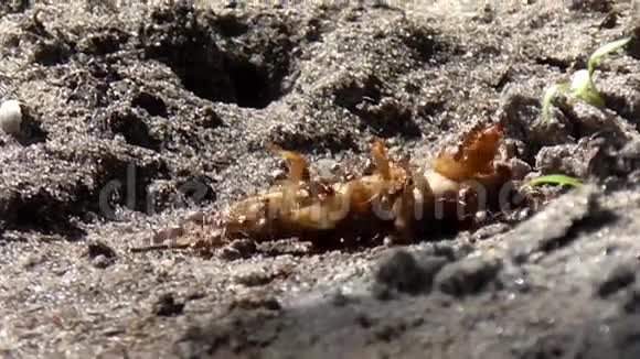 蚂蚁以蝗虫为食视频的预览图