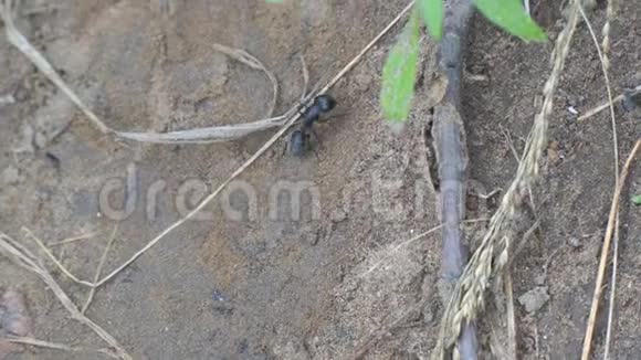 黑木匠蚂蚁在沙滩上爬行视频的预览图