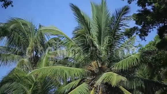 热带棕榈树视频的预览图