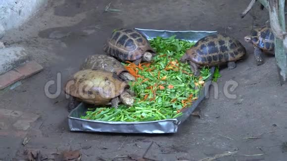 亚洲小海龟吃新鲜蔬菜视频的预览图