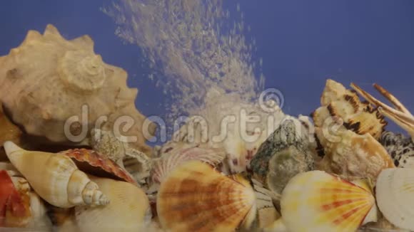 贝壳上蓝水中的白色气泡流视频的预览图