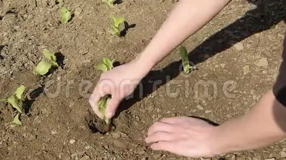 女性手拿新鲜生菜种植作物视频的预览图