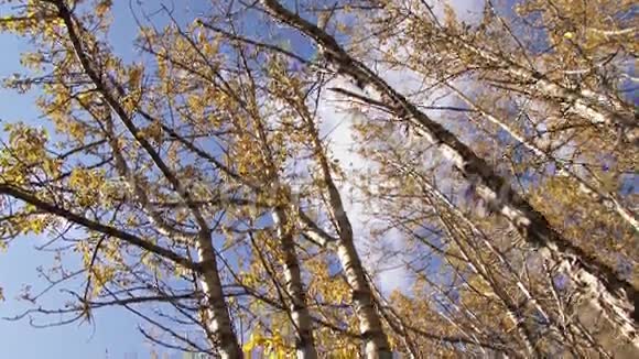 在秋天穿过白桦林视频的预览图