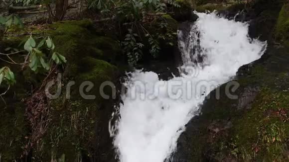 哈士奇分支瀑布上级联视频的预览图