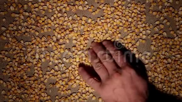 男人的手清洁玉米粒使一帧谷物在麻布上视频的预览图