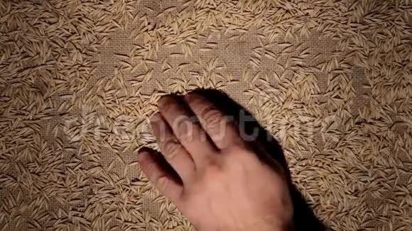 男人的手清洁燕麦颗粒使一帧谷物在麻布上视频的预览图