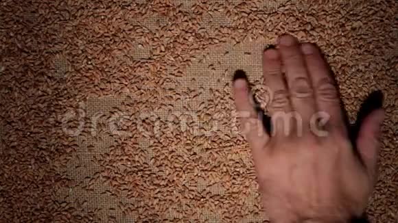 男人的手清洁麦粒使一帧谷物在麻布上视频的预览图