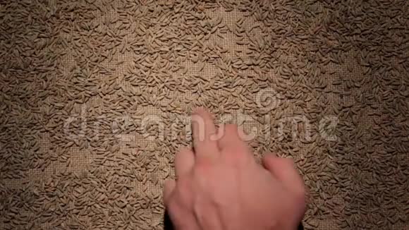男人的手清洁黑麦颗粒使一帧谷物在Burlap上视频的预览图