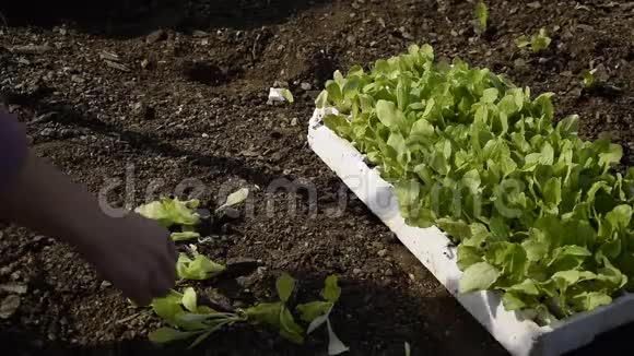 女性手拿新鲜生菜种植作物视频的预览图