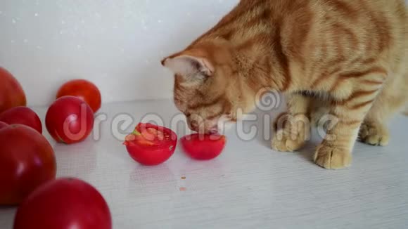 红猫正在吃成熟的西红柿视频的预览图