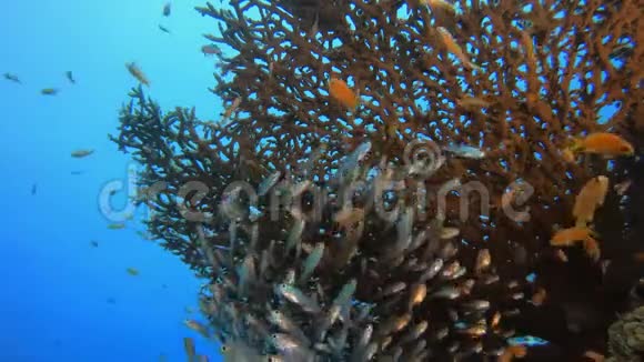 水下海洋热带生物玻璃鱼视频的预览图
