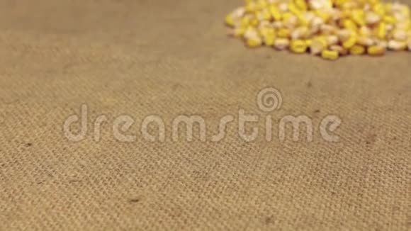 变焦接近是一堆玉米粒躺在Burlap上特写视频的预览图