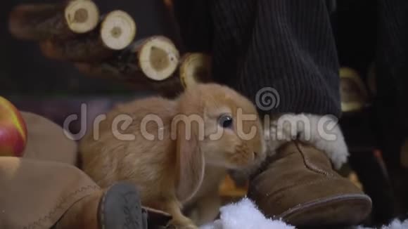 毛茸茸的兔子在孩子们脚嗅着人造雪视频的预览图