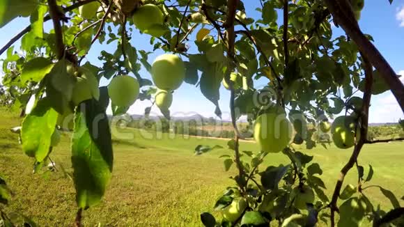 夏天在树上抹苹果带风景视频的预览图