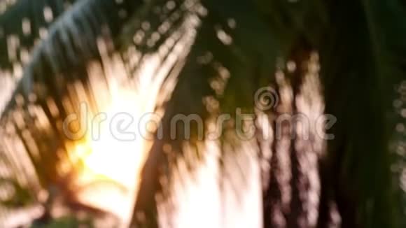 美丽的自然棕榈树与太阳的光波在日落视频的预览图