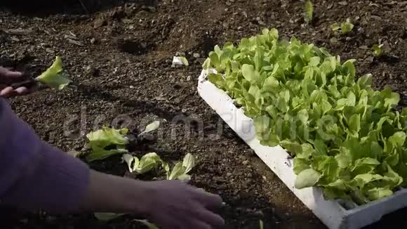 女性手拿新鲜生菜种植作物视频的预览图