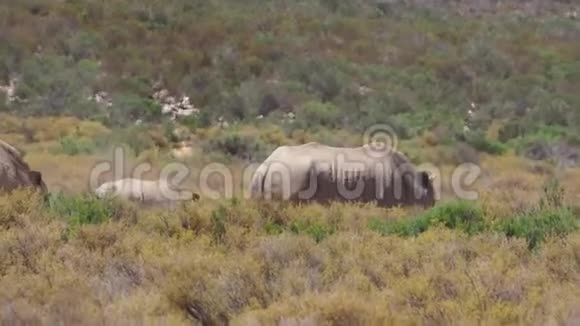 卡拉哈里沙漠中的犀牛视频的预览图