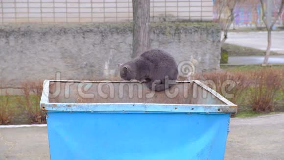 英国猫在铁垃圾桶上视频的预览图