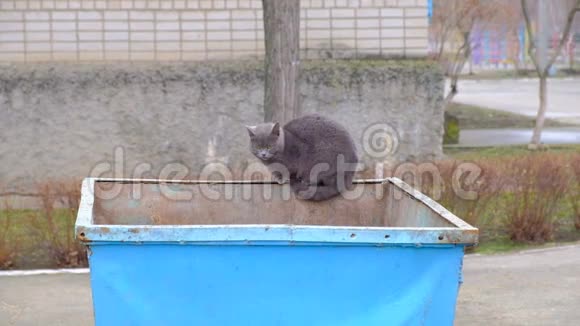英国猫在铁垃圾桶上视频的预览图