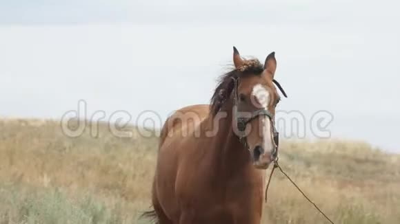 骑着皮带的棕色马走在镜头前的草地上视频的预览图