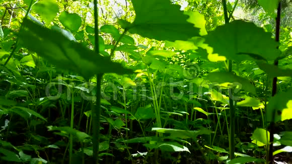 绿色林底植物观郁郁葱葱的绿色植物视频的预览图