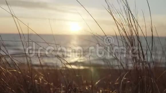 近观草风拂草木日落时分在海滩岸边的背景上行走的女人视频的预览图