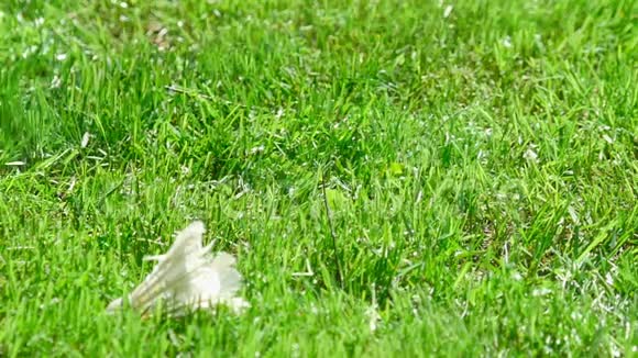 草地上的毽子视频的预览图