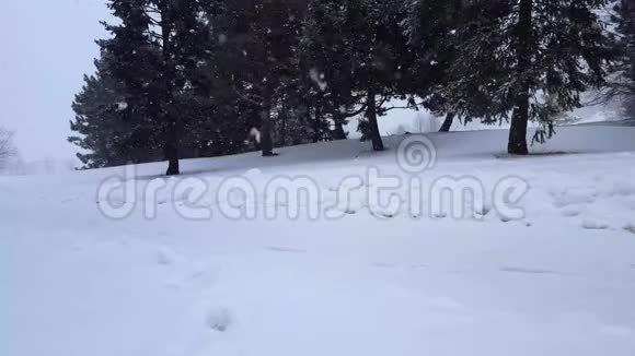 雪暴暴雪与常青树带树区的雪花自然场景雪北天气风景视频的预览图