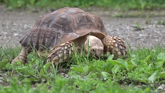 非洲长毛饥饿的乌龟吃草视频的预览图